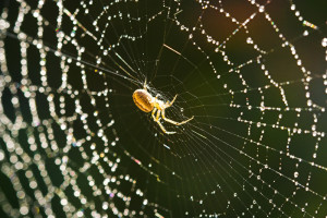 spider-and-web